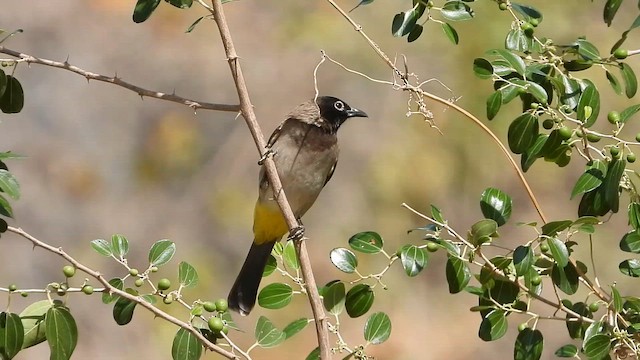 בולבול ממושקף - ML647037586