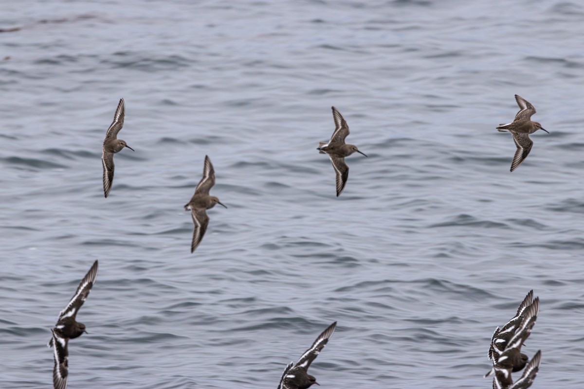 黑腹濱鷸 - ML647037602