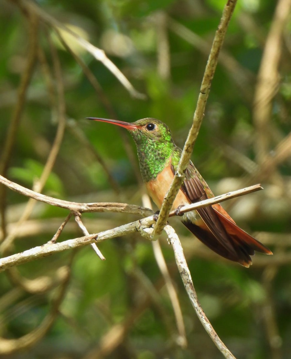 Buff-bellied Hummingbird - ML647037604