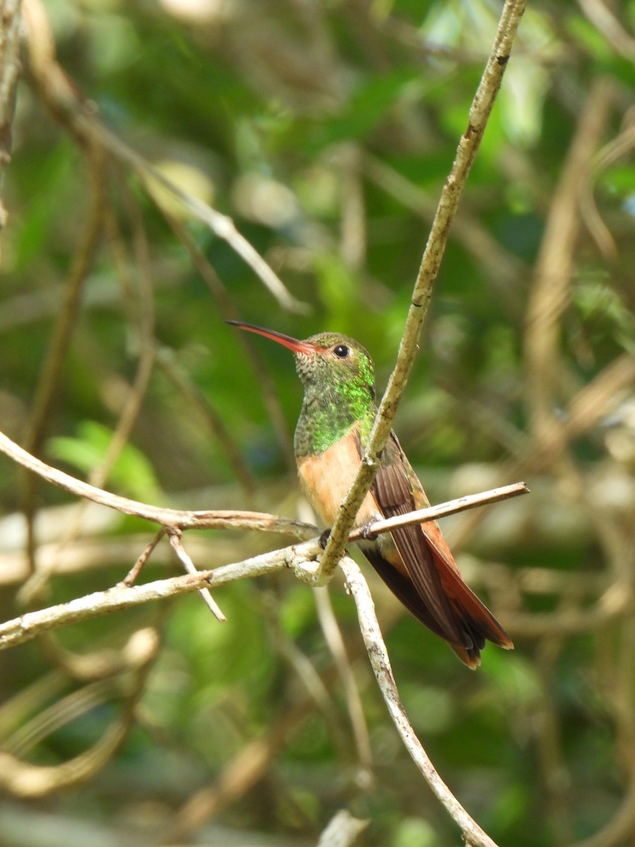 Buff-bellied Hummingbird - ML647037605