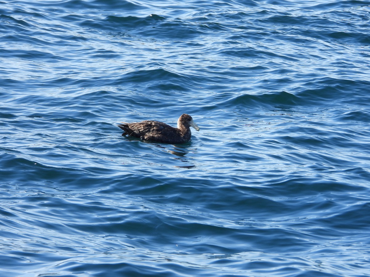 Southern Giant-Petrel - ML647037606
