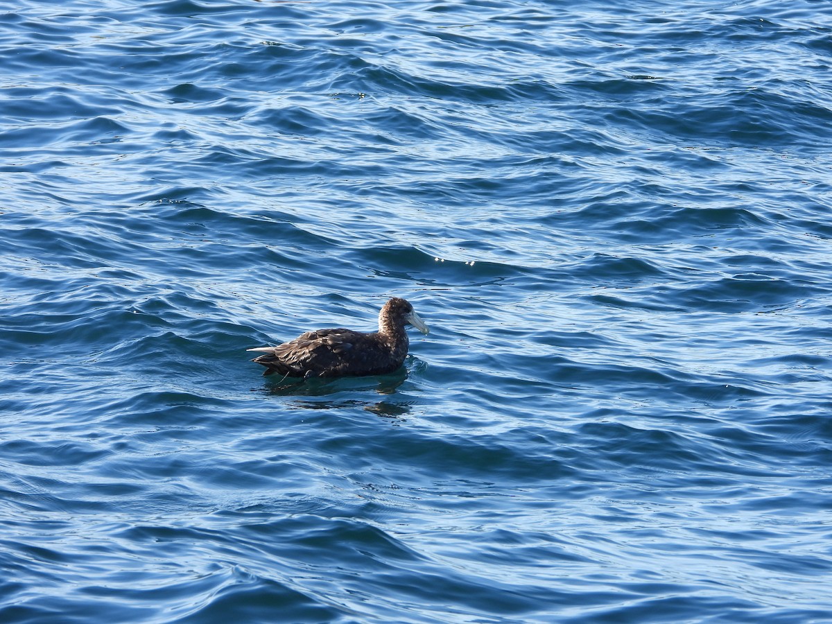 Southern Giant-Petrel - ML647037607