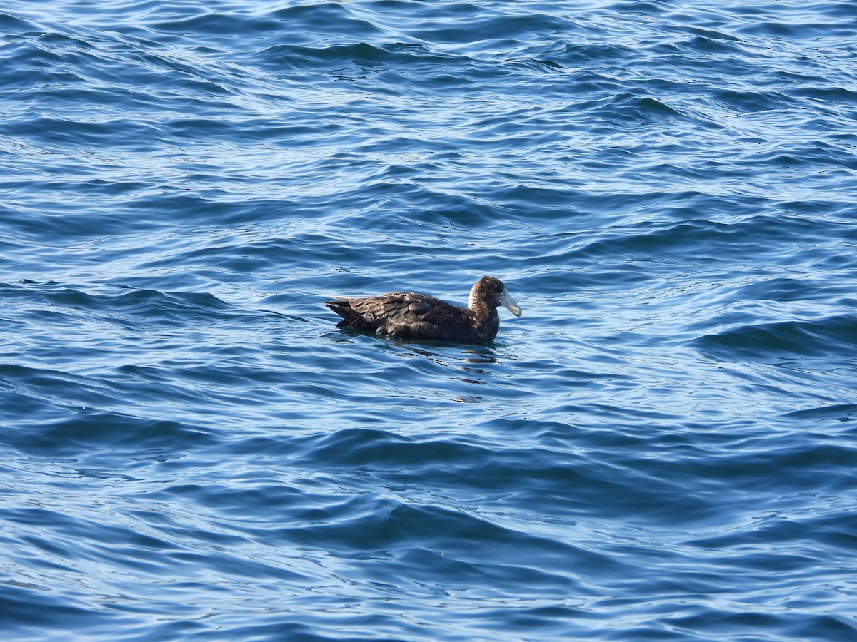 Southern Giant-Petrel - ML647037608