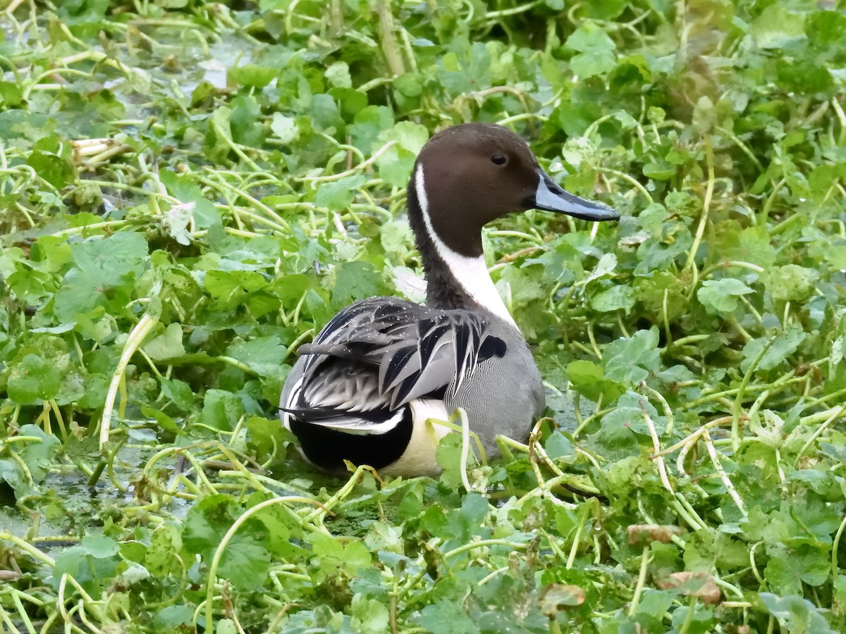 Northern Pintail - ML647037627