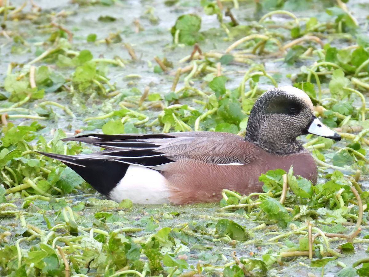 Свищ американський - ML647037629