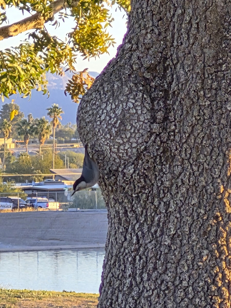 White-breasted Nuthatch - ML647037632