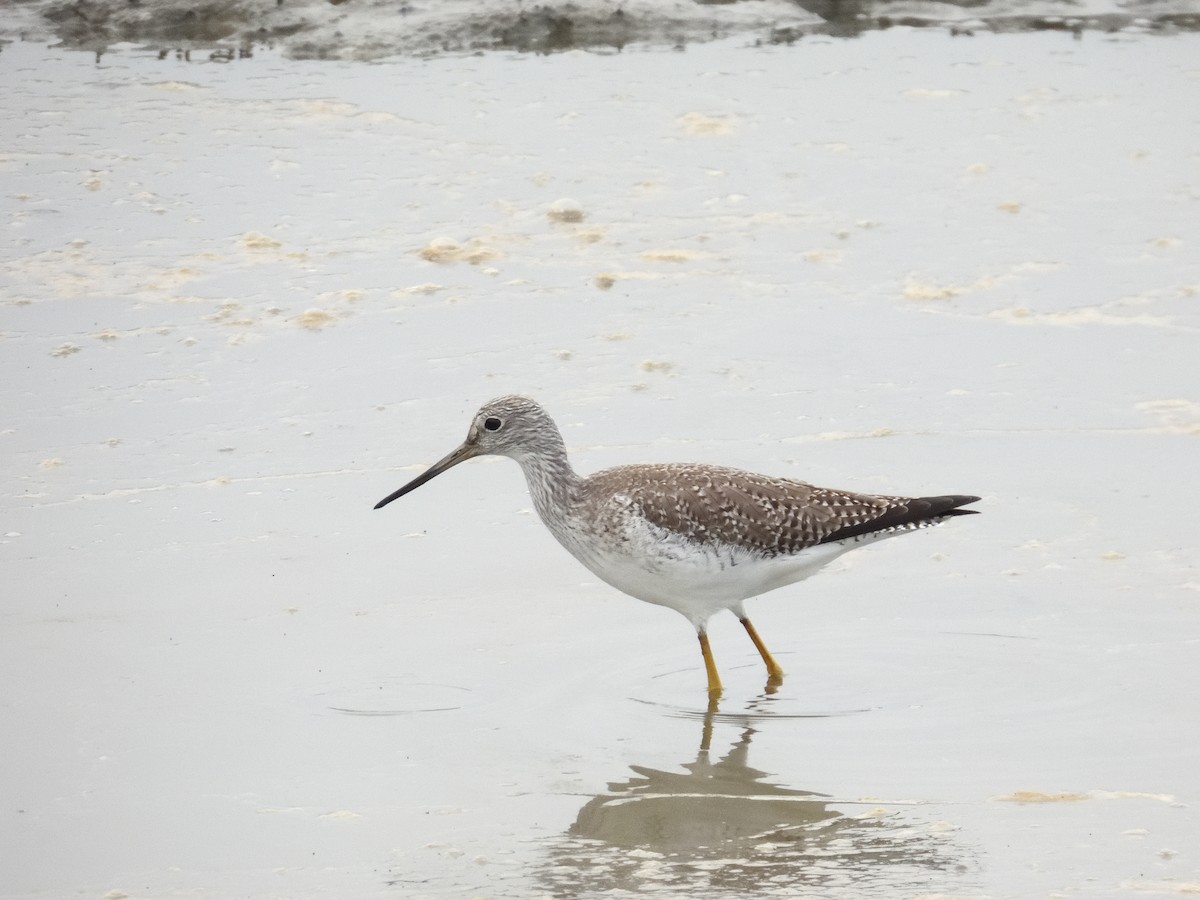 Greater Yellowlegs - ML647037638