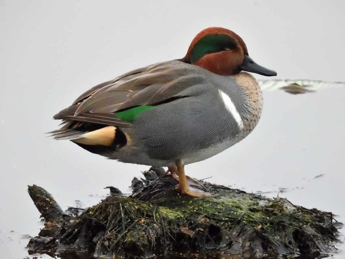 Green-winged Teal - ML647037646
