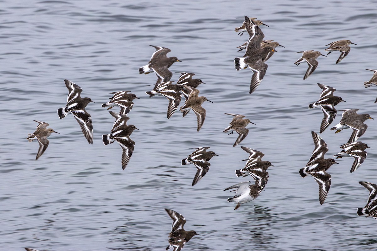 Black Turnstone - ML647037647