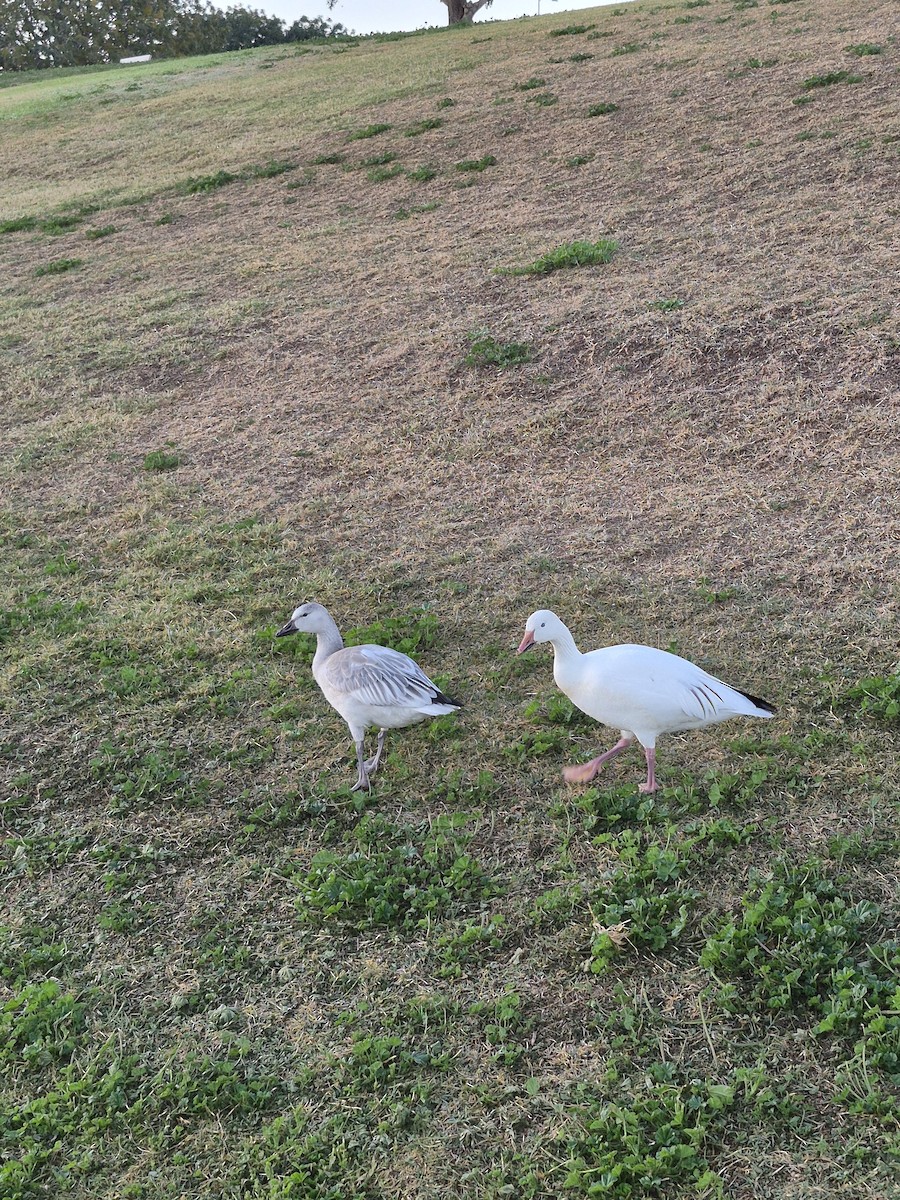 Snow Goose - ML647037657