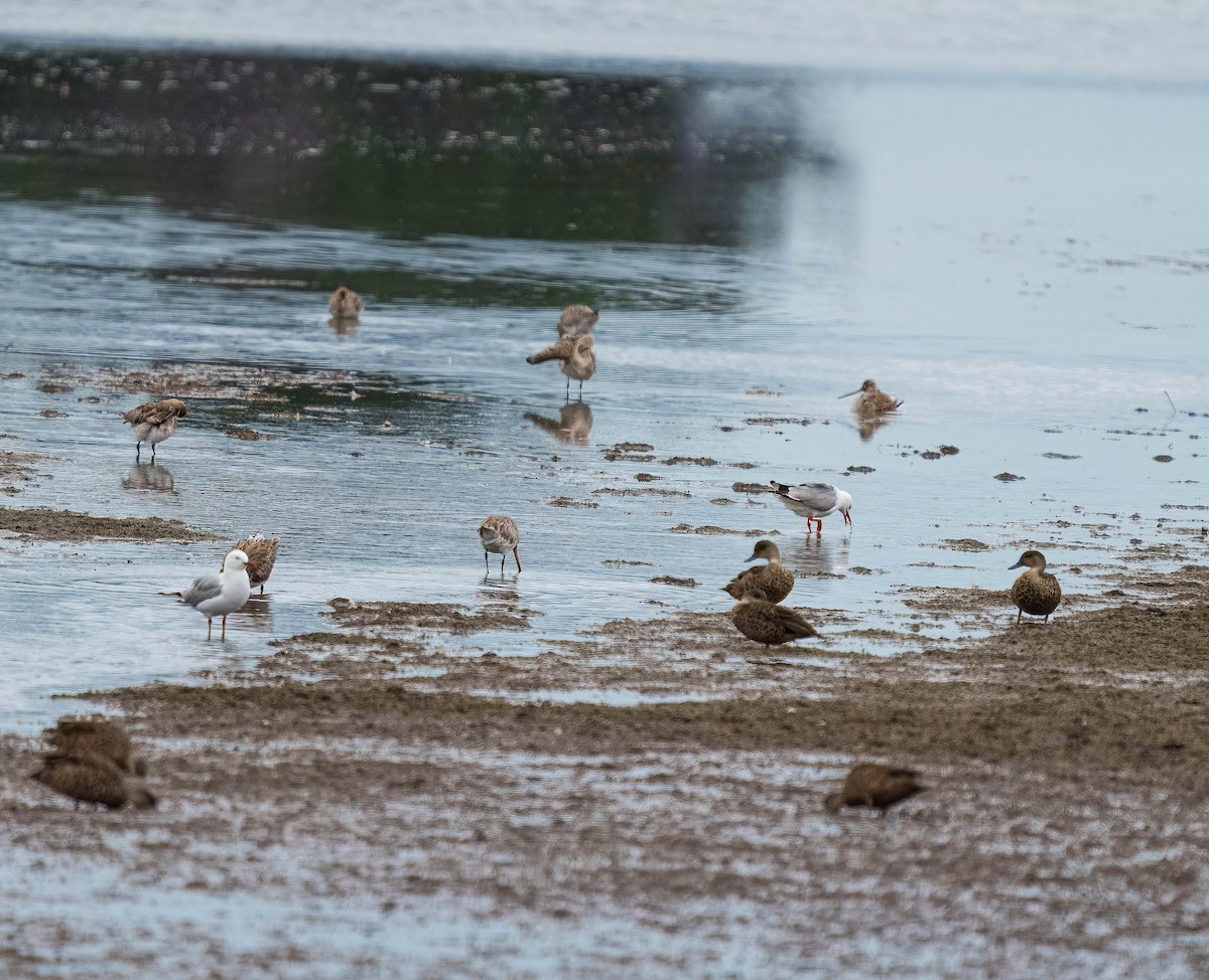 čírka bělohrdlá - ML647037665