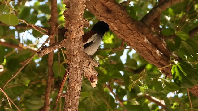 חטפית גן-עדן אפריקנית - ML647037667