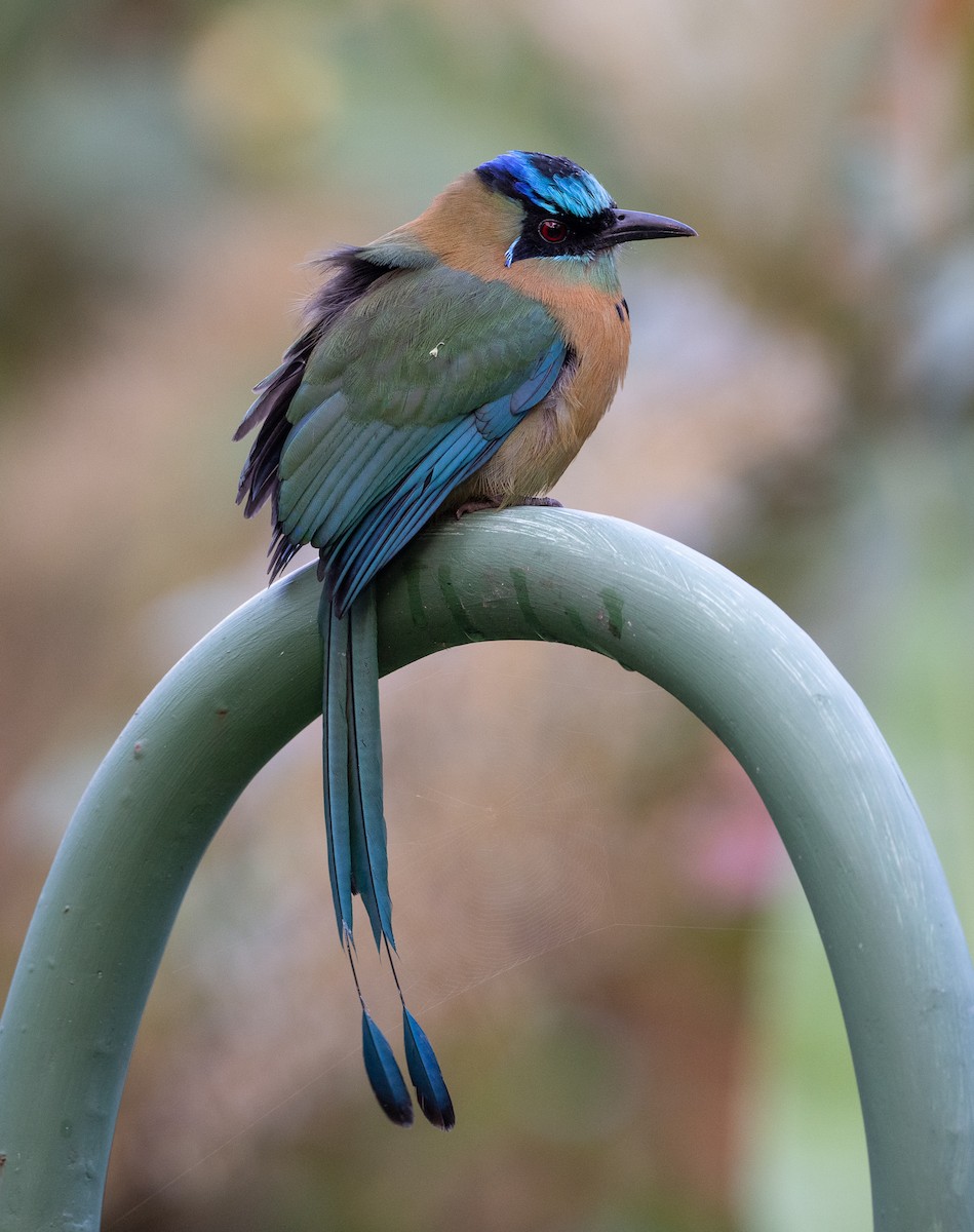 diademmotmot - ML647037675