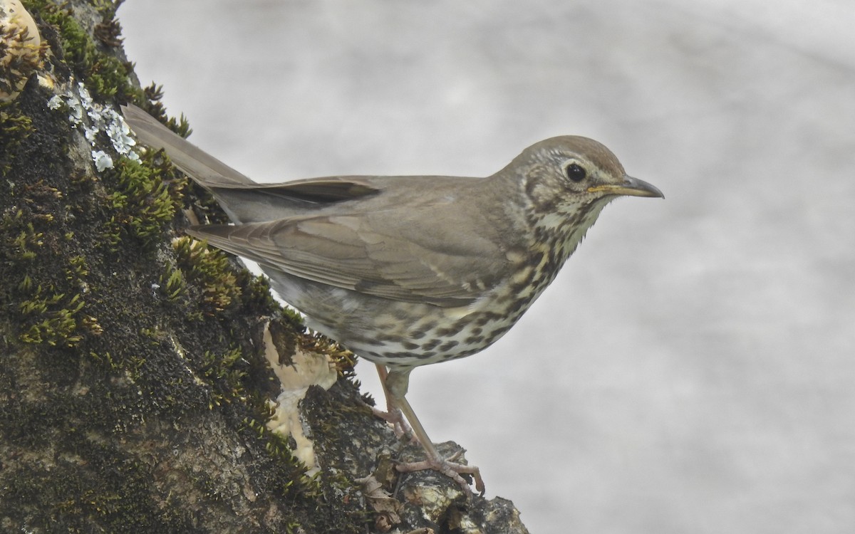 Song Thrush - ML647037682