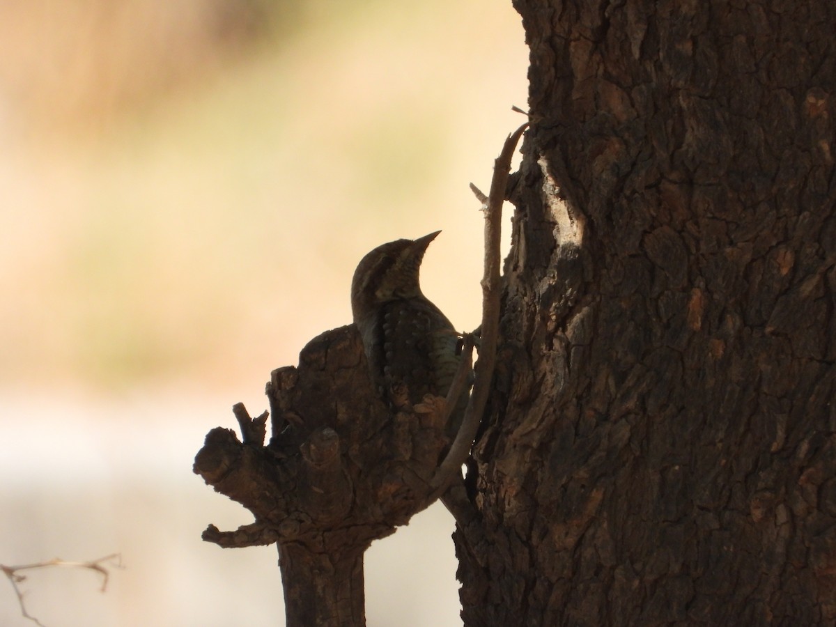 Eurasian Wryneck - ML647037687