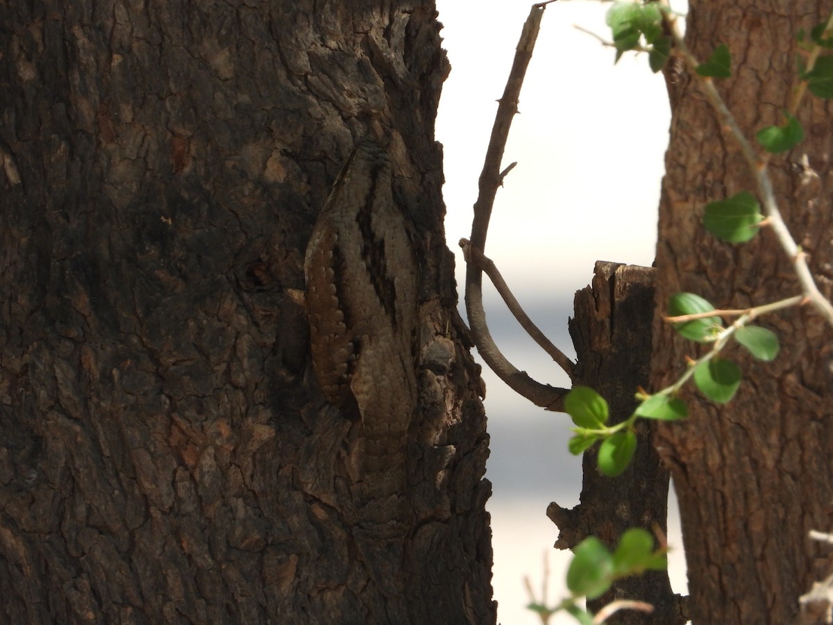 Eurasian Wryneck - ML647037688
