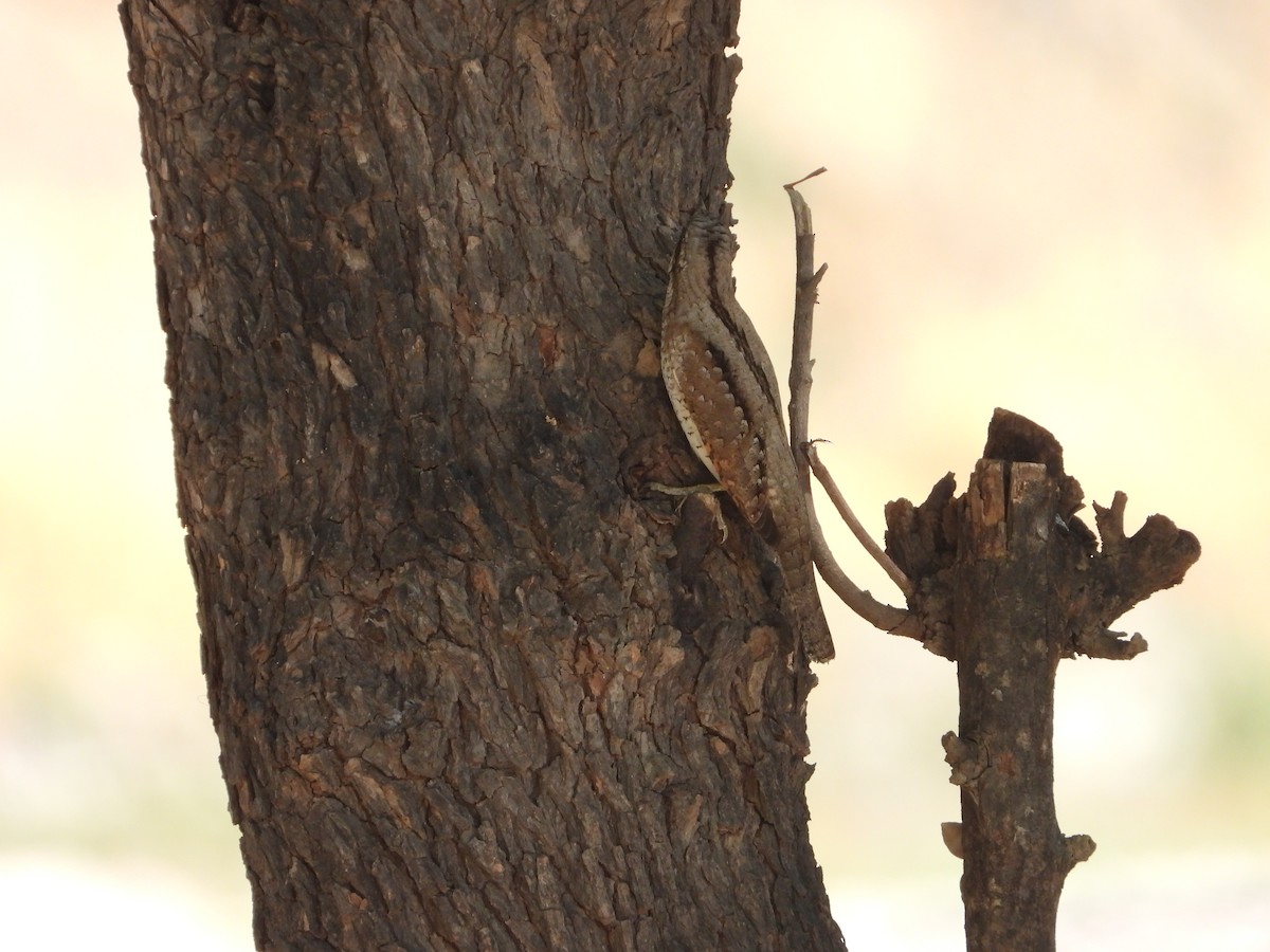 Eurasian Wryneck - ML647037689