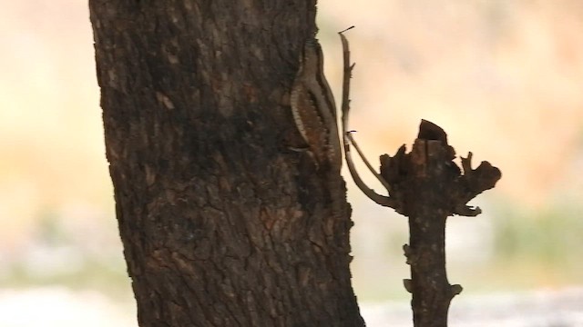 Eurasian Wryneck - ML647037690