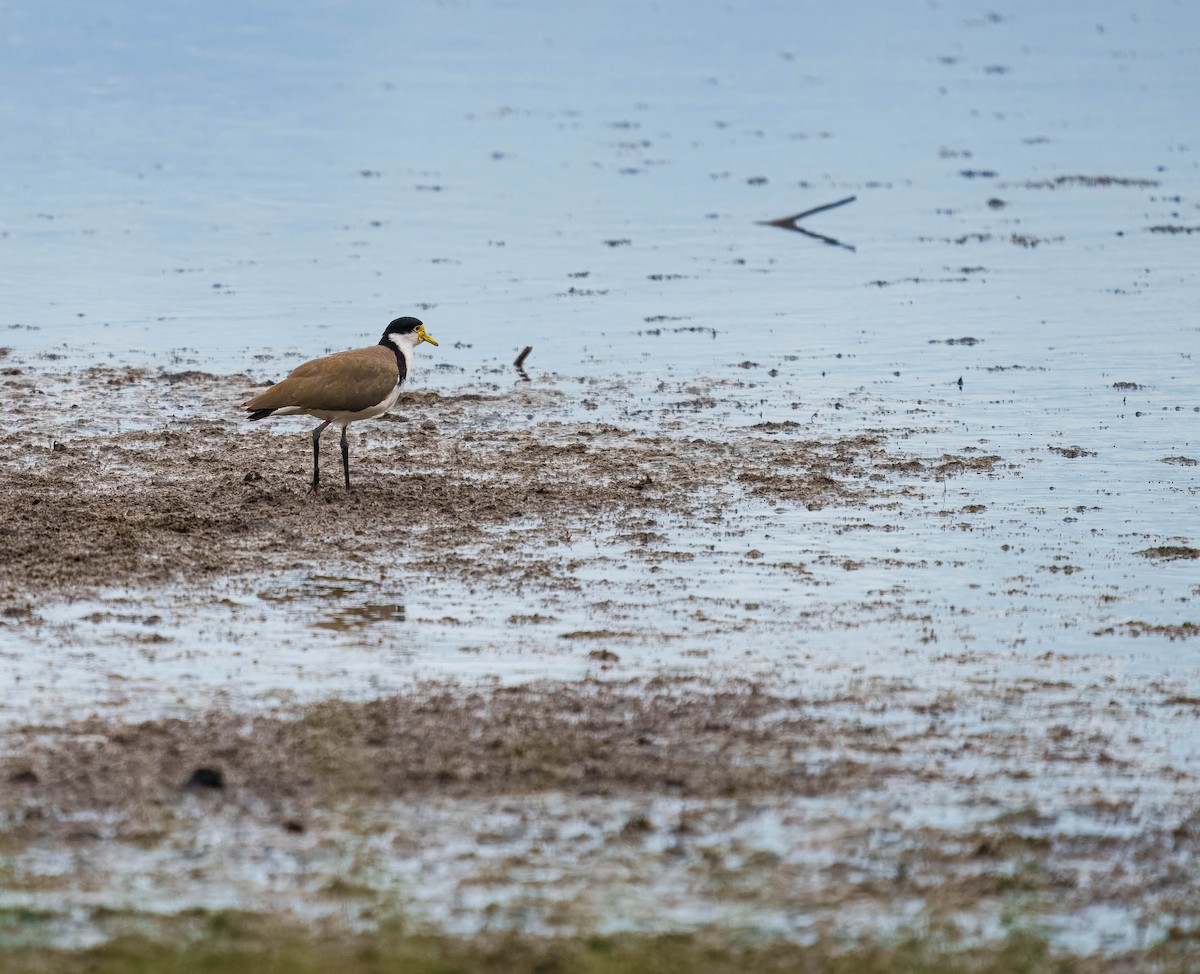 Hegabera maskaraduna - ML647037696