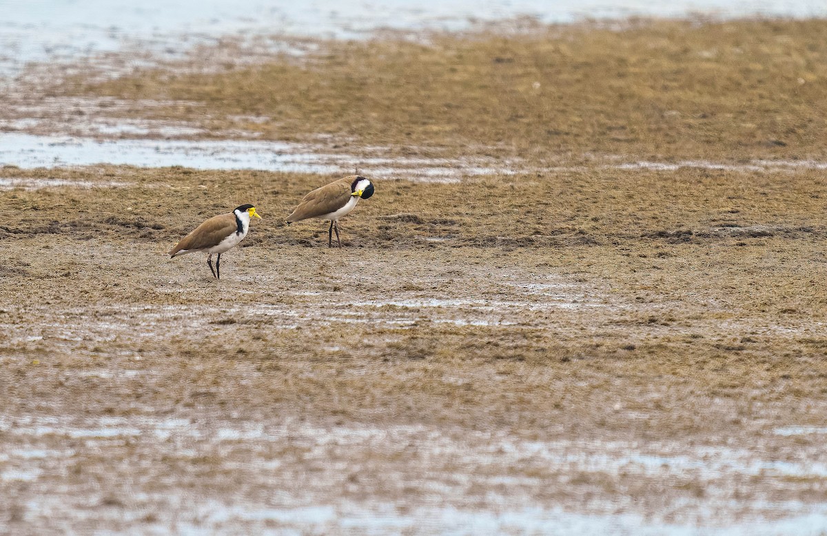 Hegabera maskaraduna - ML647037697