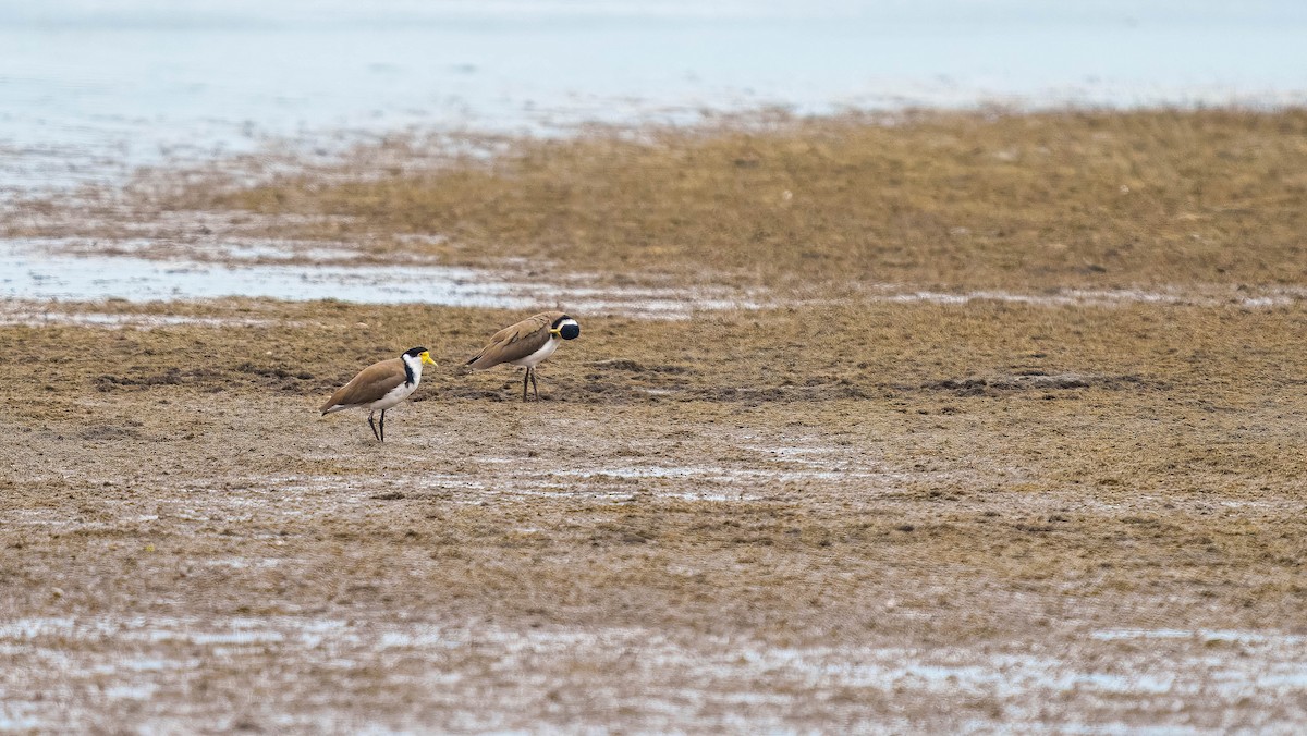 Hegabera maskaraduna - ML647037698