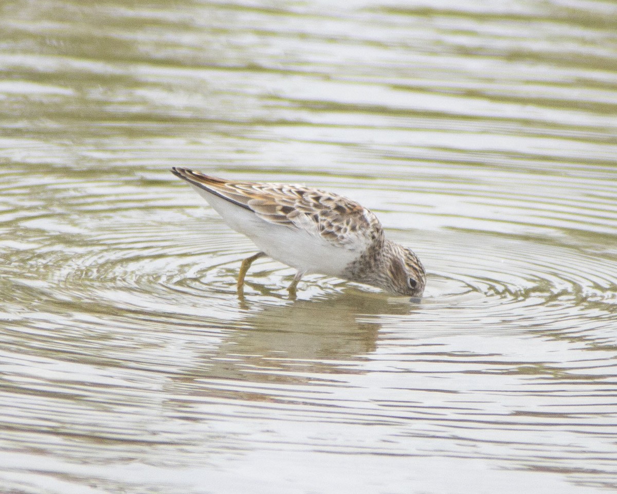 Pectoral Sandpiper - ML647037704