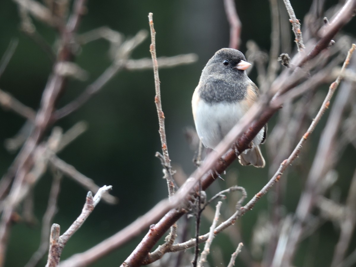 Dark-eyed Junco - ML647037715