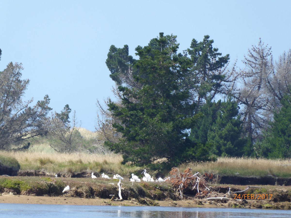 Косар королівський - ML647037722