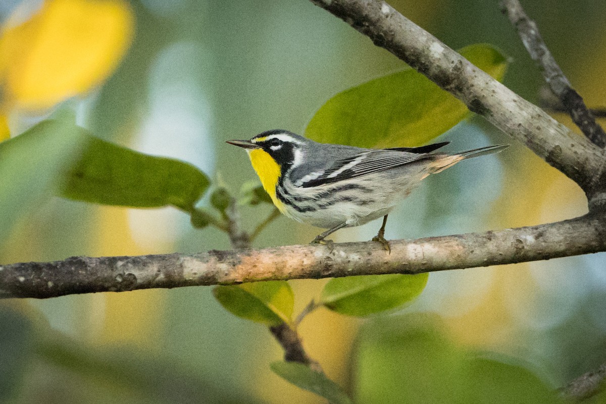 lesňáček zlatohrdlý - ML647037730