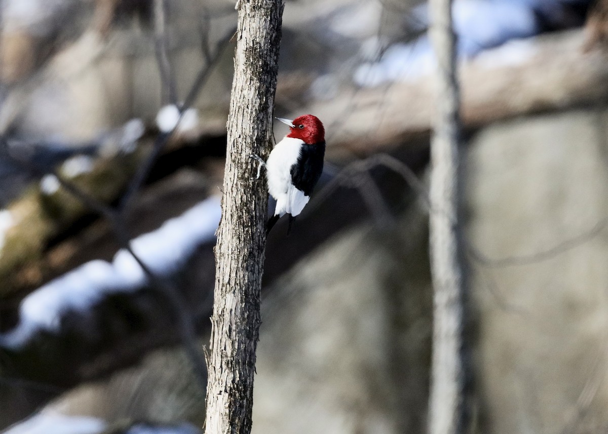 Red-headed Woodpecker - ML647037741