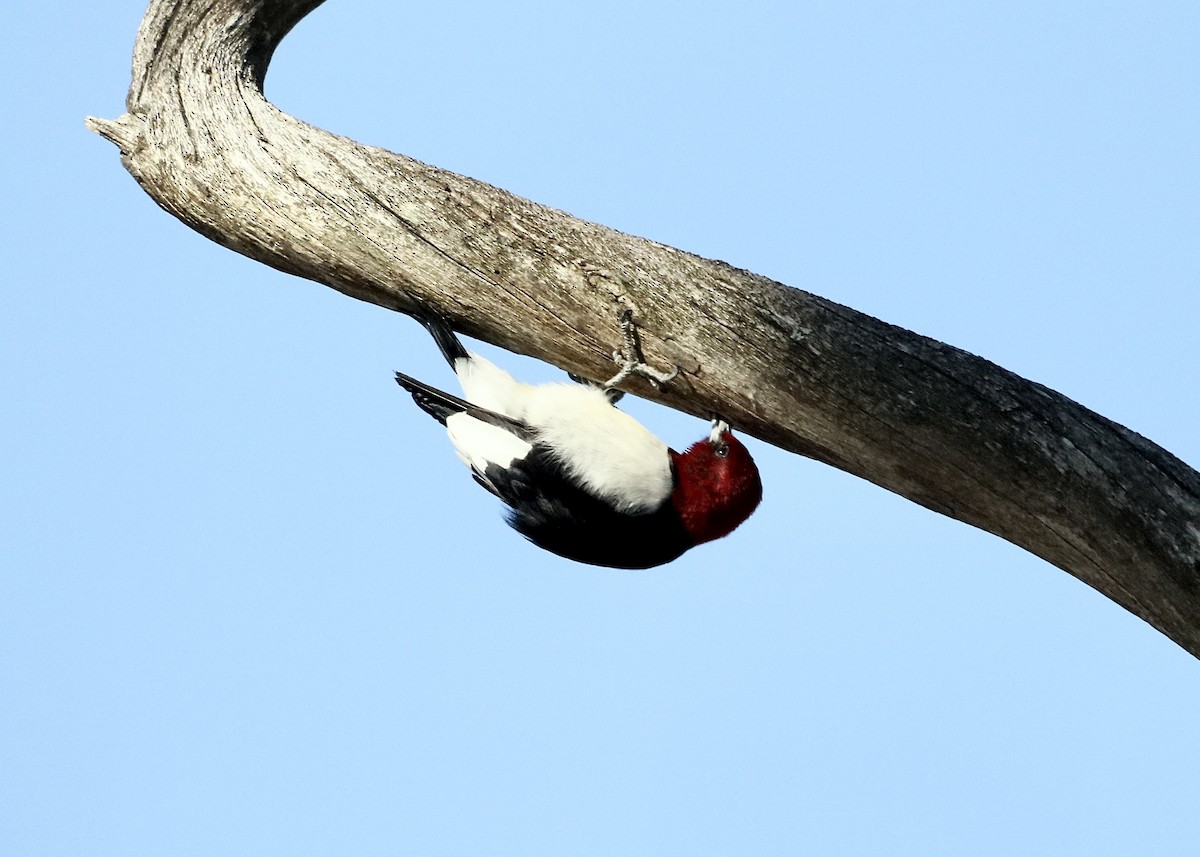 Red-headed Woodpecker - ML647037742