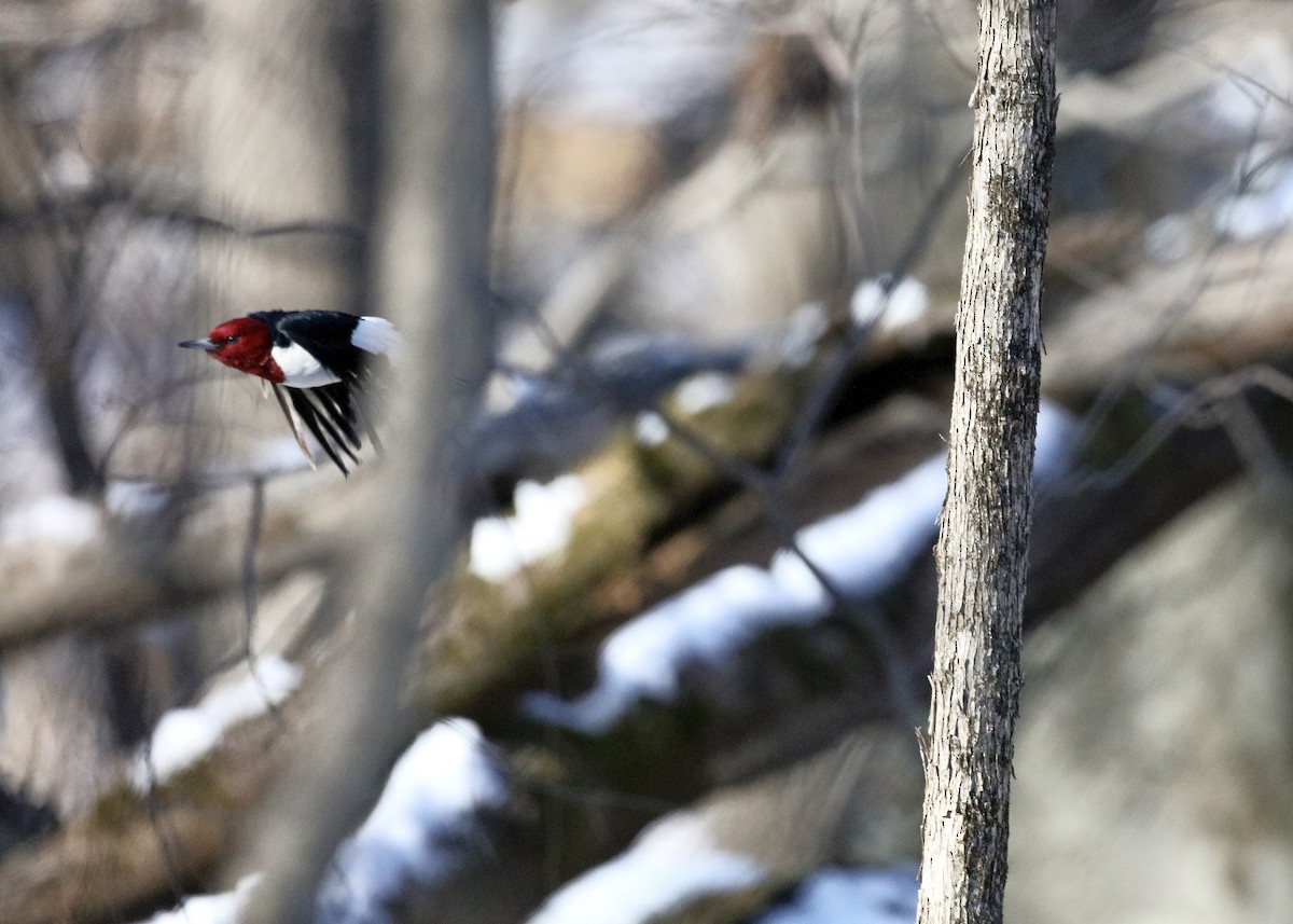 Red-headed Woodpecker - ML647037743