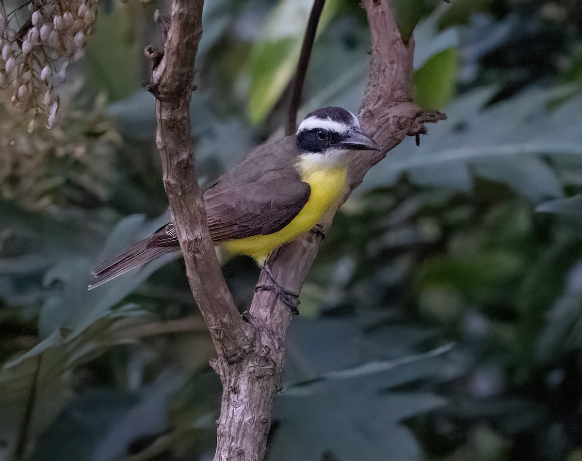 Boat-billed Flycatcher - ML647037744