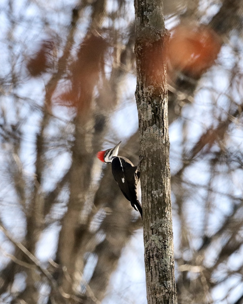 Pileated Woodpecker - ML647037747