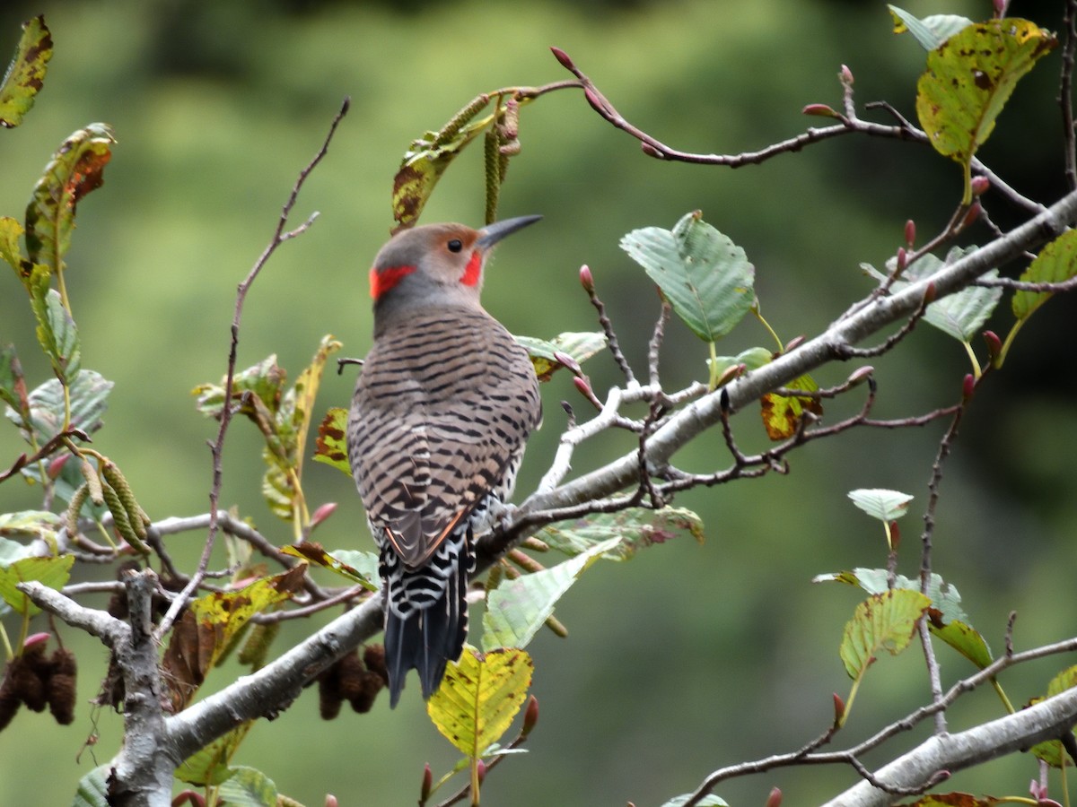 Northern Flicker - ML647037756