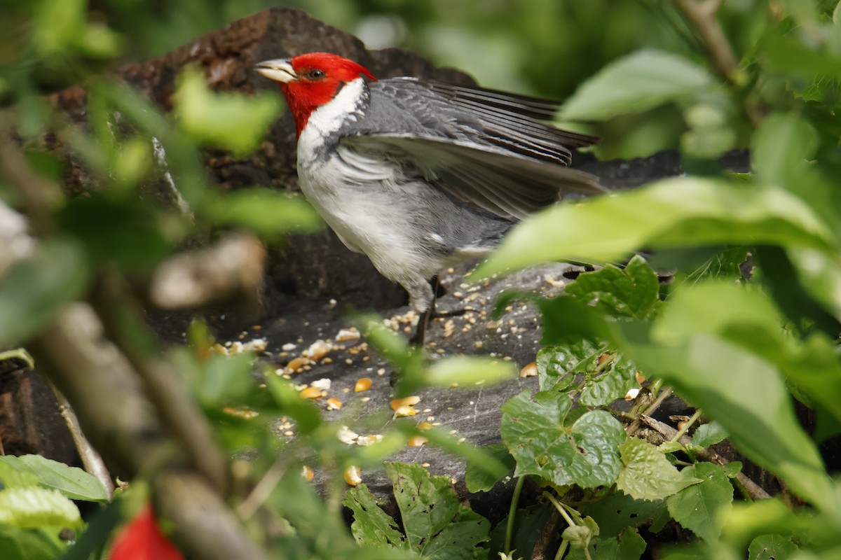 Red-crested Cardinal - ML647037758