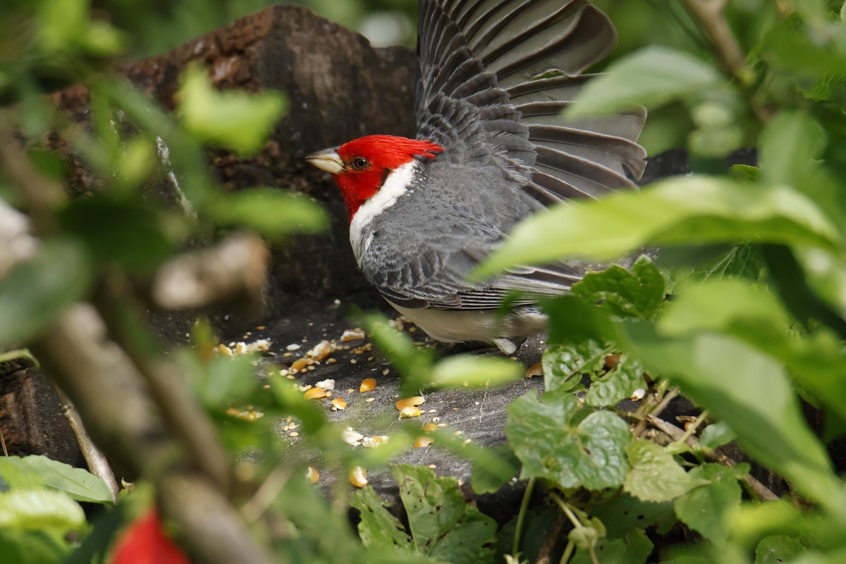 Red-crested Cardinal - ML647037759