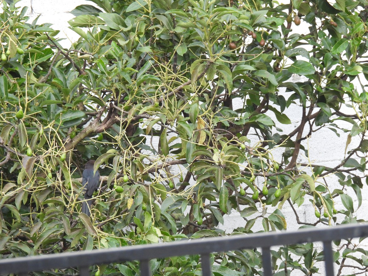 Kuzeyli Kurşuni Saltator - ML647037765