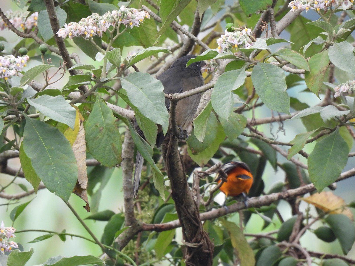 Kuzeyli Kurşuni Saltator - ML647037766