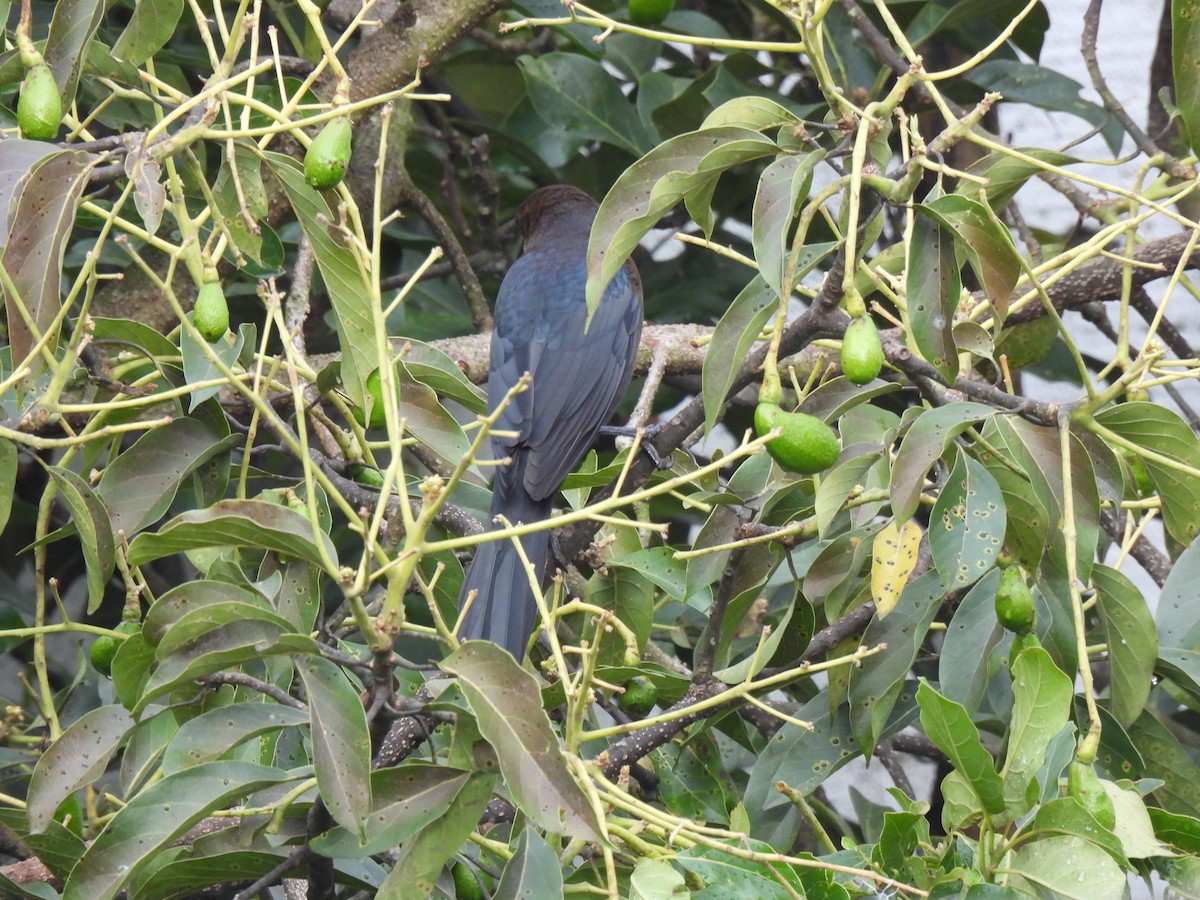 Kuzeyli Kurşuni Saltator - ML647037767