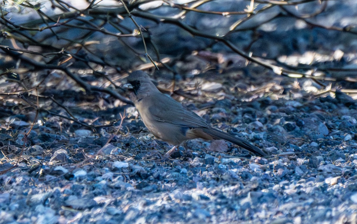 Чернолицый тохи - ML647037774