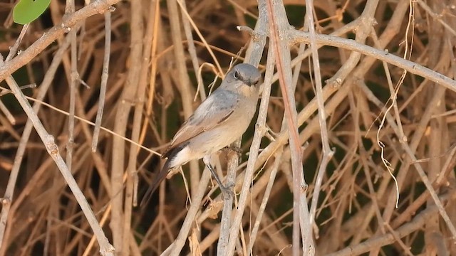 שחור זנב - ML647037779