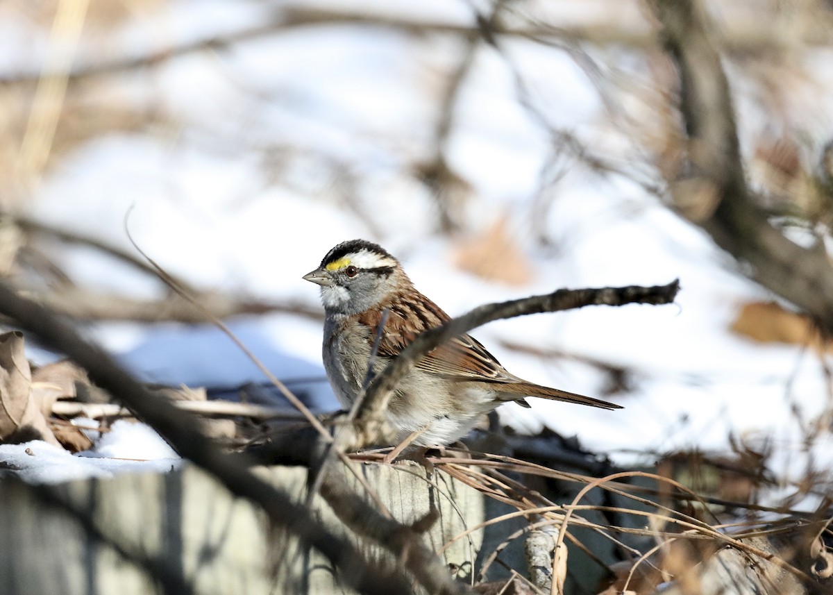 White-throated Sparrow - ML647037780