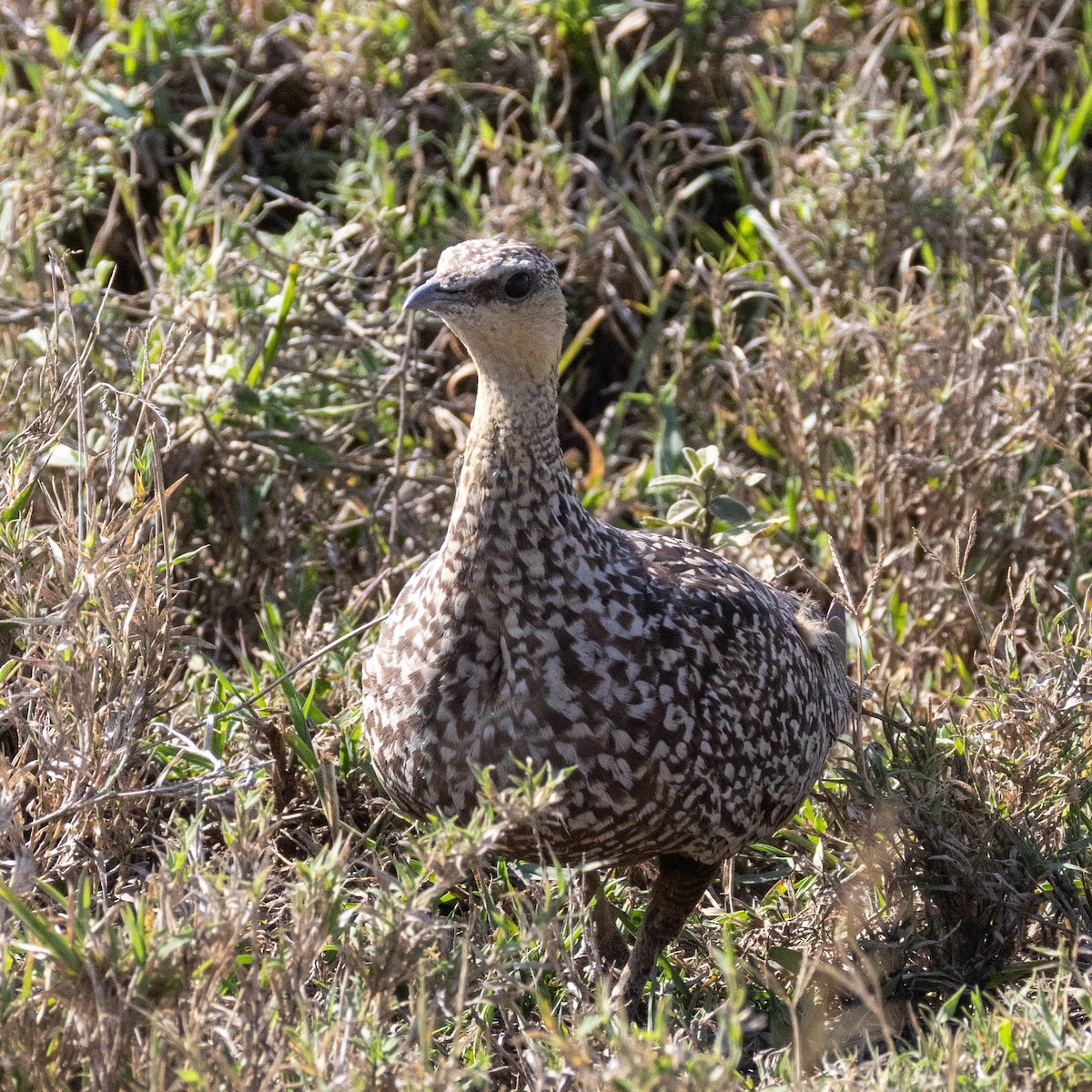 Yellow-throated Sandgrouse - ML647037789