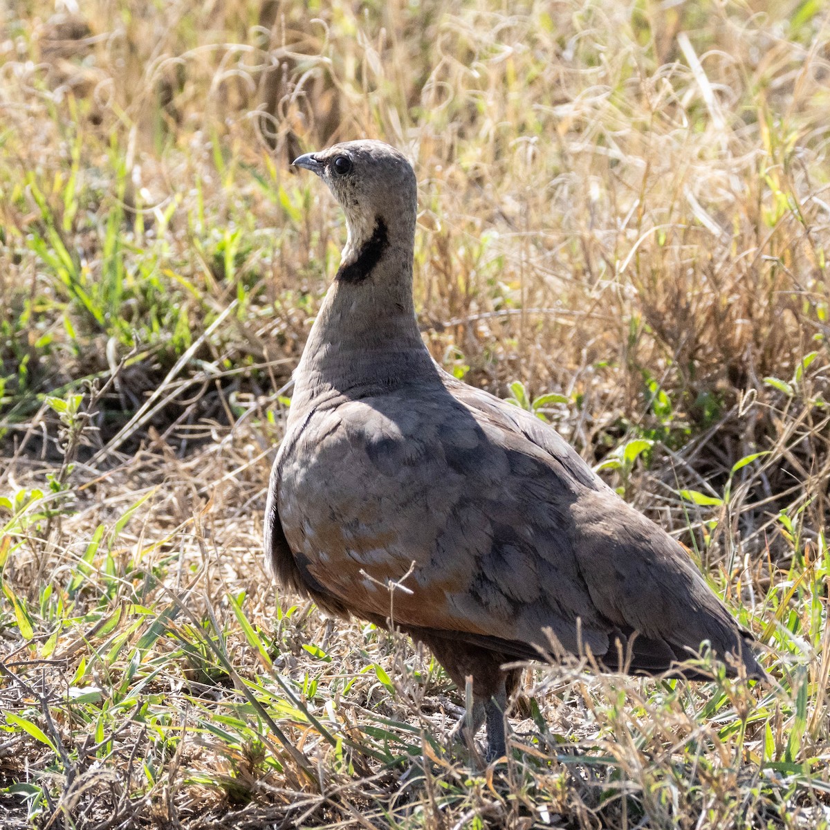 Yellow-throated Sandgrouse - ML647037790