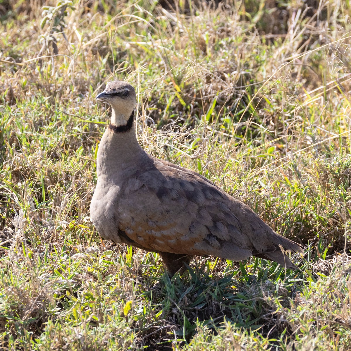 Yellow-throated Sandgrouse - ML647037791