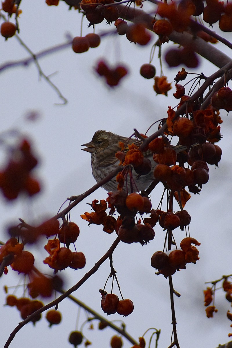 Cassin's Finch - ML647037804