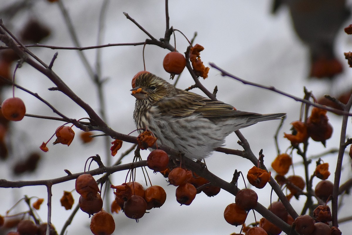 Cassin's Finch - ML647037805