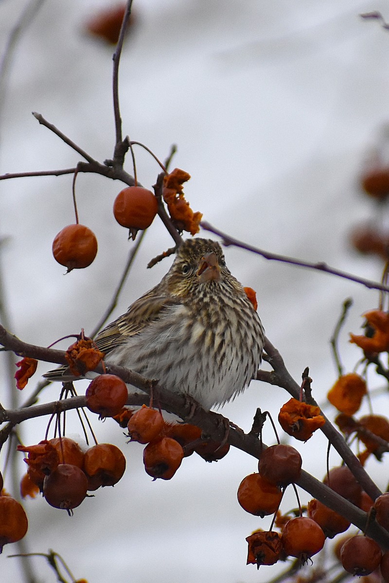 Cassin's Finch - ML647037806