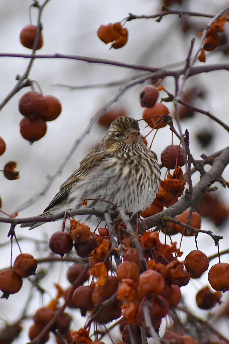 Cassin's Finch - ML647037807